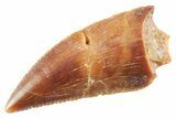Serrated Raptor Tooth - Real Dinosaur Tooth #364807-1